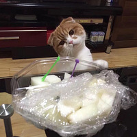 ���ȳ������һֻ���Թ�����С�ɰ���