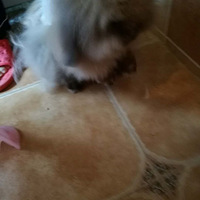 �����ǿ������ֵ������ͣ���������