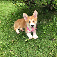 ����ϸС��co�����˵������˸���ĳ���