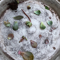 ������һ�����ģ��ھ�����͵ĵ����ҶƬҲ������