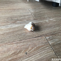 ���ݺ��ӵ�����