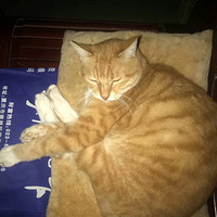 �Ҽҵ���Сֻ����