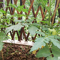 ���ѿ�쳤���������ޡ�