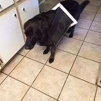 ��һ�����Σ�������������Ц��