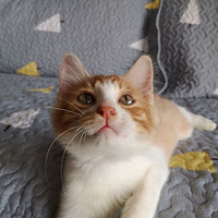 �������Ѿ��ҵ����Ĳ�ʺ������