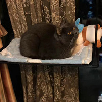 ���ȳ�������ҽ�����ҽ��������ˣ���