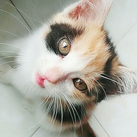 С����һֻ��ɫè�䣬�������������������