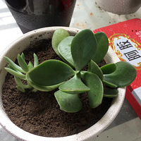 ���������С����