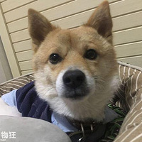 ��һֻ���Ʋ�Ȯ�����˹���û����ú����ϸС��������û�з���