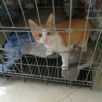 4�����ٰ׵ܵ����¼ң��Ѿ������ˣ�