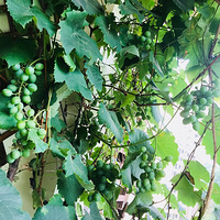 ��û�д���֪����ô���������������