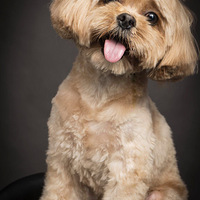 ���ˣ���С��ͷ��