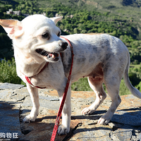 ������һֻ���������С�����𣡣���