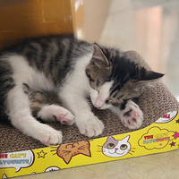 �л���԰è������