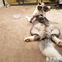 ѩ����ɵ������µı���������������ġ���������...