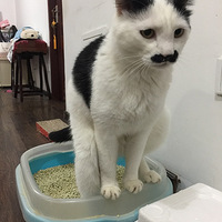 ����ġ�׿���֡��и�������ϲ�����ʽ......