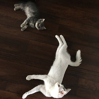 ��ŷ����ҵ�˯�˴󼯽������ѵ�ʱ��˧��һ�ȣ�˯�ų��һ������