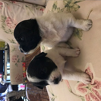 �Ҽҹ�������С���������������ܿɰ��� �������εļ�ͥ������