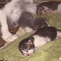 ����è��������������¼Сè�ɳ���