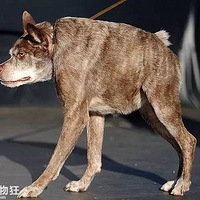 ��������󹷴�������Щ������Ĳ���ֱ�ӣ�˵����������...