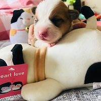 �ϴ��϶������������ģ�����ɵɵ�ֲ���