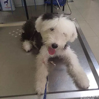 �Ҽ���һֻ�����ű�����ʱ������·��վ����