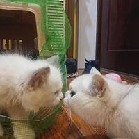 �Ϲ������Ҹ��ݽ�����ֻè���ã���ֻè��Ҫ����Щ׼����