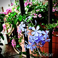 ������ζ