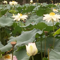 �������������ĵĺɻ�