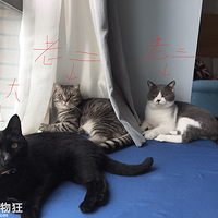 ������ר�á���è����񫣬1ֻ2ֻ3ֻ��������èū�����粻���԰�