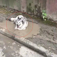 ���̴���ʿ���ȥɢ�����Ź��˼����ӣ������Ͱ�����������