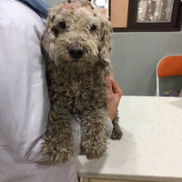 2��˧����ɫ̩�ϵܵ�������