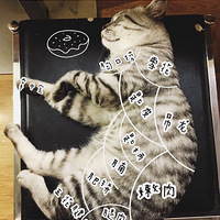 �������̹�è������