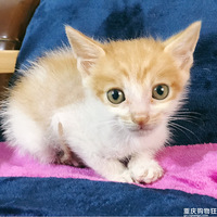 ��С�ɰ�����԰��Ѱ������