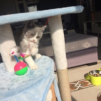 Ӣ��������Ů����