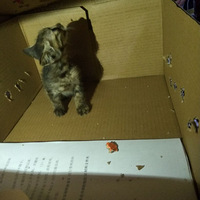 ��û������è��