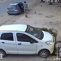 ����������ʧ�������籭͵��4ֻС��ţȮ��3�����͵�߹���