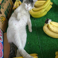 �ϰ壡�����ϰ���ϵ��