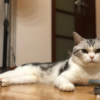 �����ճ�