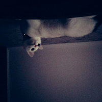 ����㲻���֣��Ǿ���һֻè