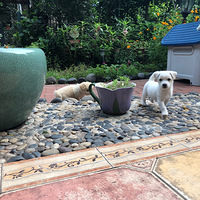 С�׹�����