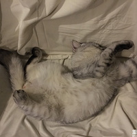 ���ɰ�������è����è��è��