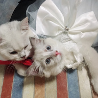 ����������ݽ������Ӳμӻ���Ŷ����