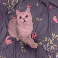 ������Ÿ��µ���Բ�ܵ���Ů����