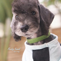 MINI DOG����� ����ֵ��ɫŮ����
