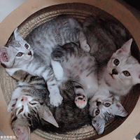 ȫ�����ҵ�С�ɰ���������������