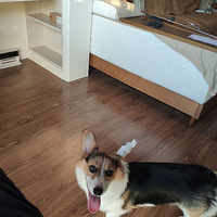 �������»�Ϊ����˵�ë