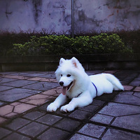 �Լ��������ĵ�������