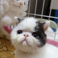 С�����������㳤��