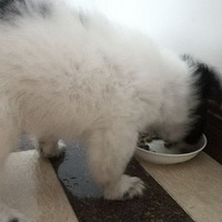 ��˧����